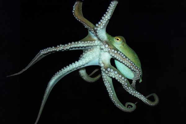 Kraken актуальный сайт
